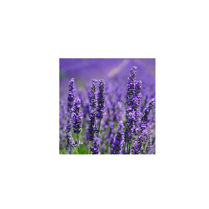 Lavender Fragrance Oil Raw Essentials