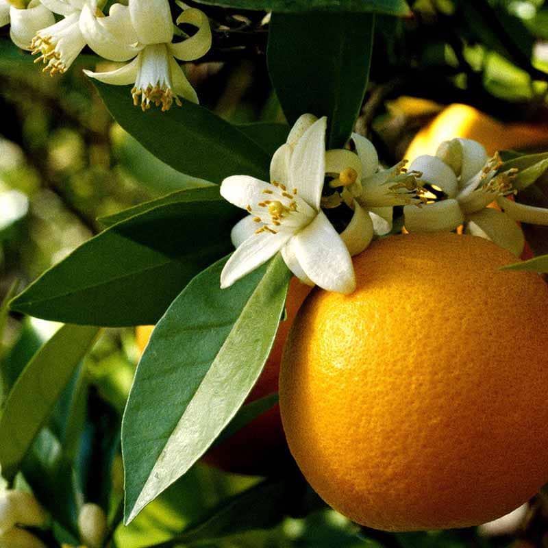 Orange Blossom Fragrance Oil Raw Essentials