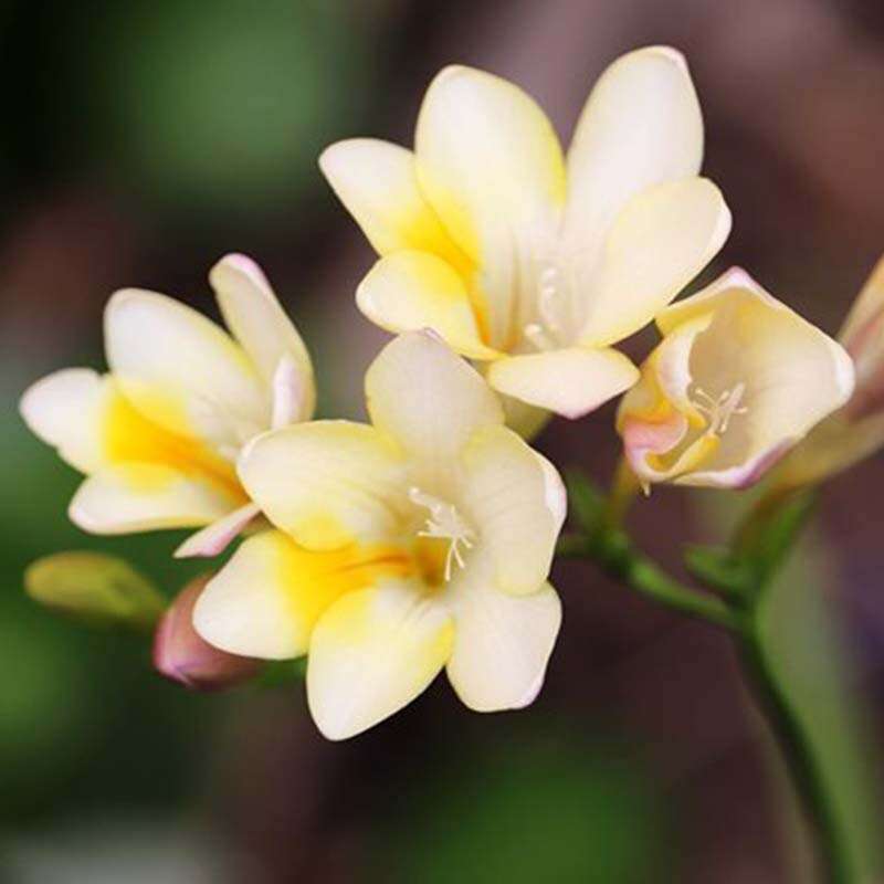 Freesia Fragrance Oil Raw Essentials